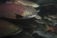 Сергей Горшков