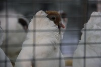 Шамальдинская порода