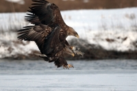 Евгений Полонский: