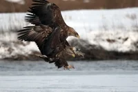 Евгений Полонский: