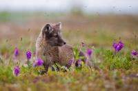 Сергей Терещенко