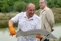 Директор осетрового хозяйства Алан Тасоев хвалится: . На заднем плане - первый заместитель руководителя администрации президента Южной Осетии Константин Пухаев