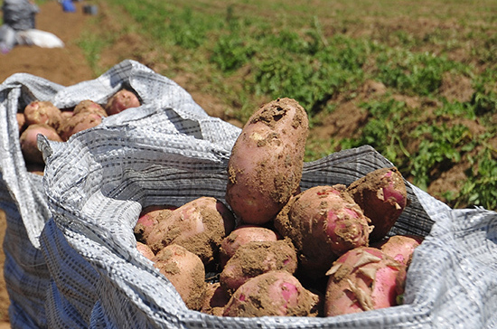 Дефицита картошки в России не будет