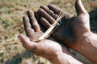 Российский зерновой союз: роста цен на рис не будет