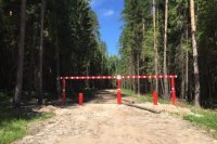 Путин поручил Правительству заняться защитой и воспроизводством лесов