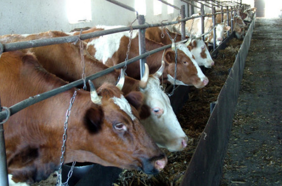 В Совфеде призвали Минсельхоз нарастить темпы импортозамещения в молочной отрасли 