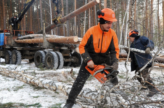 Лес перестанут вырубать «безвозвратно»