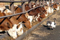 Мясное скотоводство может стать драйвером развития субъектов