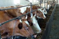 Сенатор: систему госзакупок молочной продукции необходимо оградить от контрафактной продукции
