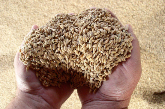 Турция подтвердила возобновление импорта российской пшеницы