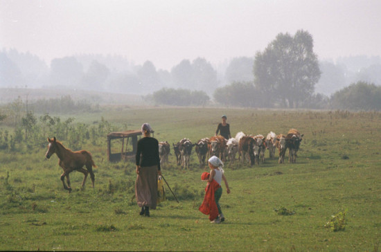 В Госдуме не поддержали идею ограничения поголовья скота в подсобных хозяйствах 