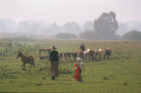 В Госдуме не поддержали идею ограничения поголовья скота в подсобных хозяйствах 