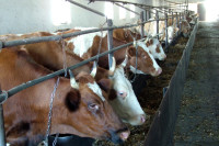Кабмин рассмотрит проект о лизинге крупного рогатого скота