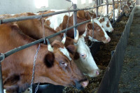 Россия сняла ограничения на поставки мяса и молока для девяти предприятий Белоруссии