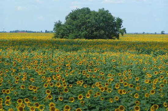Турция сняла ограничения на поставки пшеницы и подсолнечного масла из России