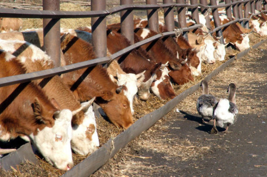 Учёные выяснили, как повысить пищевую ценность молока
