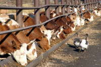 Госдума рассмотрит проект о лизинге крупного рогатого скота