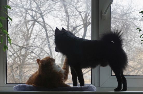 6 лет и сотни поправок: Госдума возвращается к рассмотрению законопроекта об ответственном обращении с животными 