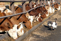 РФ ожидает турецкую инспекцию производителей мясной и молочной продукции