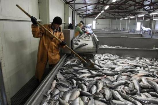 Бурятские депутаты попросили Правительство субсидировать модернизацию рыбоводных заводов