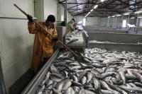 Бурятские депутаты попросили Правительство субсидировать модернизацию рыбоводных заводов