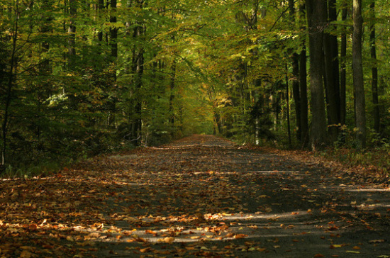 Грибников выведут из леса стрелочные указатели