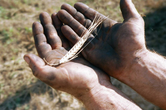 Экспорт зерна из России в текущем сельхозгоду превысил 35 млн тонн