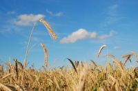 Экспорт российской пшеницы увеличился больше чем на 20%