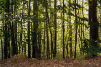 В ОНФ предложили отложить принятие законопроекта о «лесной амнистии»