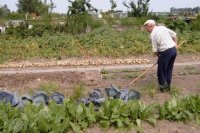 Россиянам могут разрешить заниматься садоводством без образования юридического лица