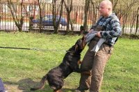 Андрей Клишас: закон об ответственном обращении с животными не должен навредить охотничьему собаководству