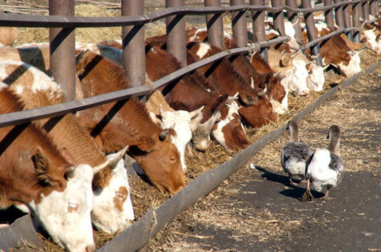 В Ростовской области стимулируют приток инвестиций в животноводство