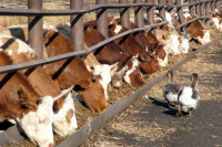 В Ростовской области стимулируют приток инвестиций в животноводство