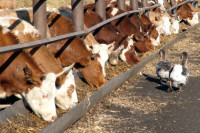 В России усилят контроль за содержанием антибиотиков в животноводческой продукции