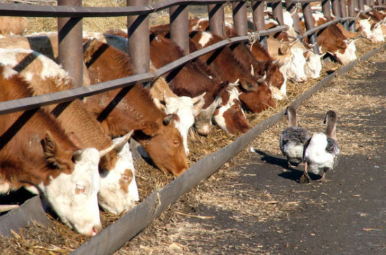 Китай начал снимать ограничения на мясную продукцию из России
