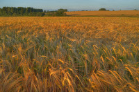 Россия побьет абсолютный рекорд Советского Союза по урожаю зерна