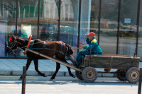 В Москве хотят отменить штраф за лошадиный навоз на тротуарах и в скверах