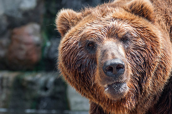 Томские депутаты предложили продлить сроки охоты на медведей