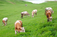 В России стало меньше крупного рогатого скота, но производство молока растёт