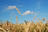 Российские учёные вывели новый вид пшеницы