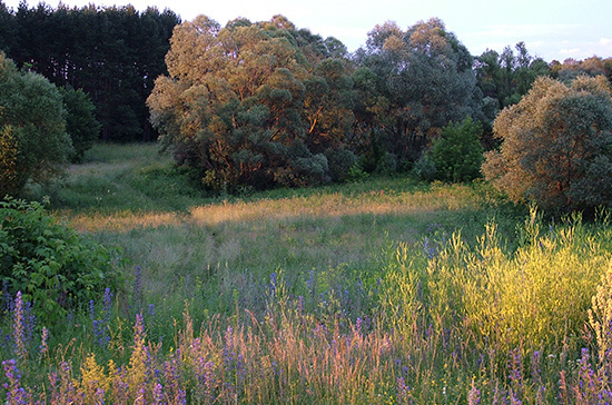 В Госдуме призвали к общественному контролю над реализацией закона о лесной амнистии 