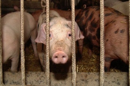 Россия распространила действие продэмбарго на живых свиней и субпродукты из ЕС и США