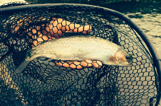 Правительство утвердило правила распределения квот добычи биоресурсов для промышленного рыболовства