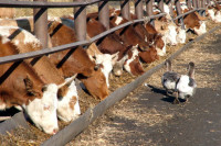 Плотников предложил установить электронный контроль за применением антибиотиков в животноводстве