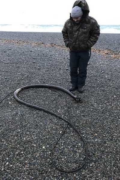 Жители южной Чукотки находят на морском побережье таинственных гигантских «морских змей» 