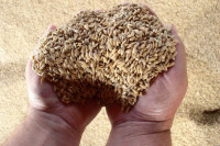 В России планируют собрать 150 миллионов тонн зерновых к 2030 году