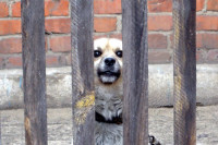 В Мурманской области обнаружены десятки погибших собак в приюте для животных