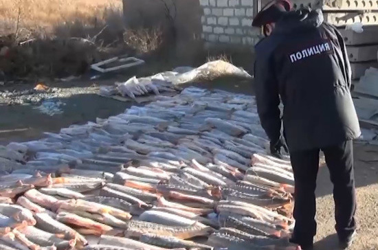В Астраханской области задержали группу браконьеров с 2,5 т ценной осетровой рыбы