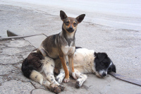Контакт между собакой и диким животным при дрессировке запретят