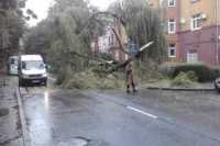 В Калининградской области от штормового ветра повалено более 70 деревьев и повреждено 9 автомобилей